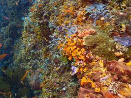 Reef IMG 2302