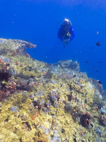 John on Reef IMG 2308