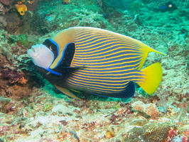 Emporer Angelfish IMG 2483