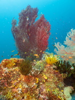 Reef IMG 2501