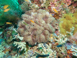 Coral IMG 2510