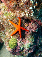 Thousand-Pores Sea Star IMG 2528
