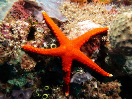 Thousand-Pores Sea Star IMG 2529