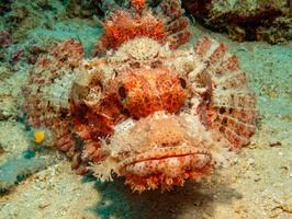 Tassled Scoprionfish IMG 2327