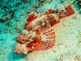 Tassled Scorpionfish IMG 2328