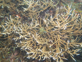 Staghorn Coral IMG 2536
