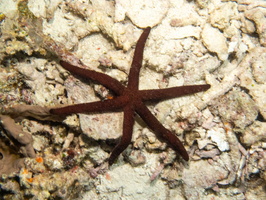 Luzon Sea Star IMG 2537