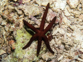 Luzon Sea Star IMG 2539