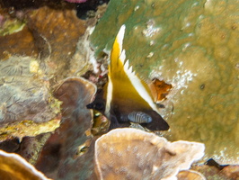 Humphead Ba nnerfish with Isopod IMG 2559