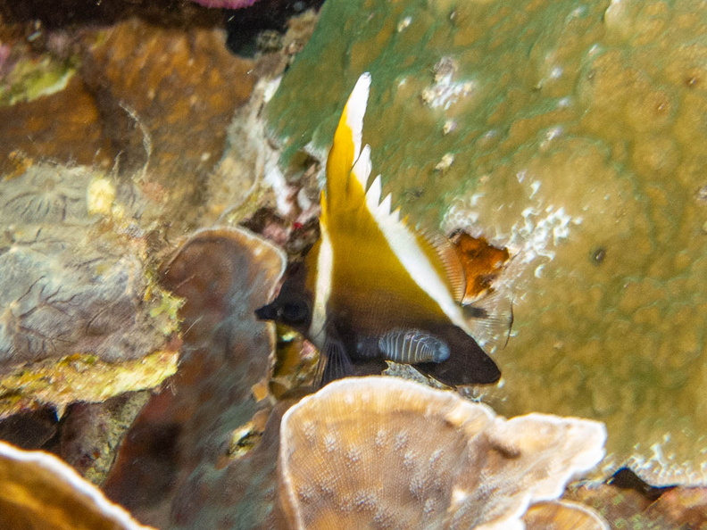Humphead Ba nnerfish with Isopod IMG_2559.jpg