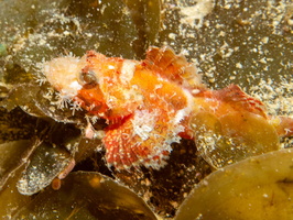 Scorpionfish IMG 2573
