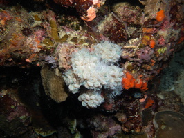 Buble Coral IMG 2605