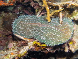 Coral IMG 2608