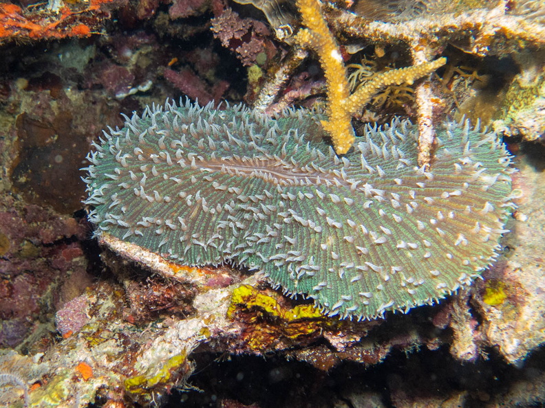Coral IMG_2608.jpg