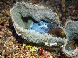 Black Spot Pufferfish sleeping in Vase Sponge IMG 2609