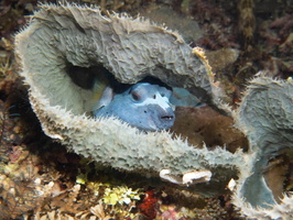 Black Spot Pufferfish sleeping in Vase Sponge IMG 2610