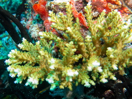 Coral IMG 2739
