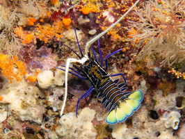 Painted Spiny Lobster IMG 2751