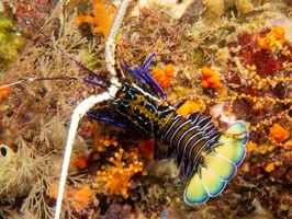 Painted Spiny Lobster IMG 2752