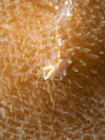 Corallimorph  Lips  IMG 2765