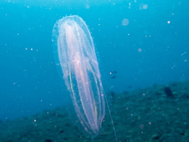 Jellyfish IMG 2529