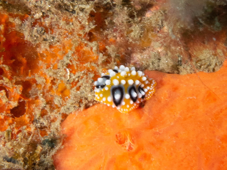 Eye Spot Sea Slug IMG_2530.jpg