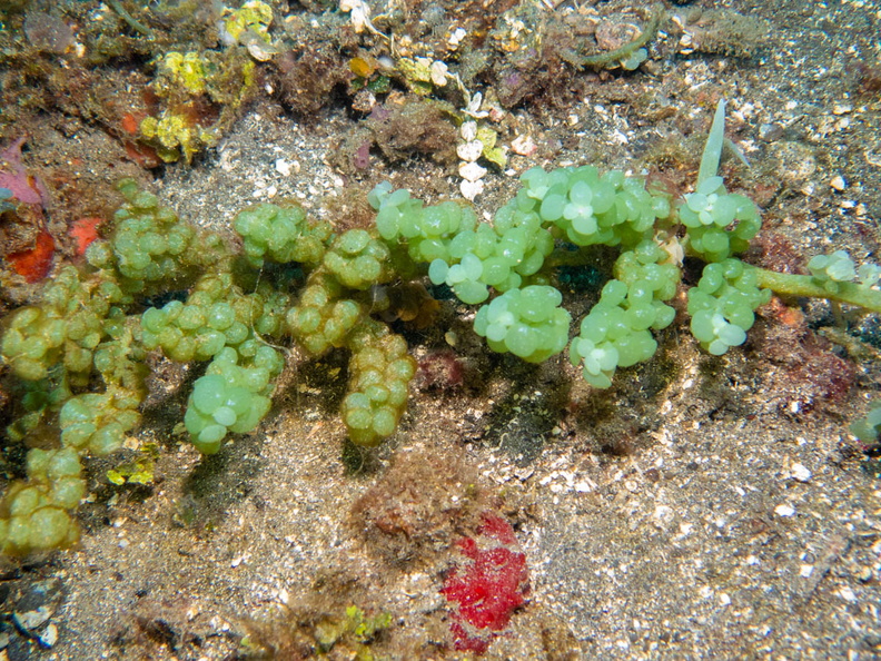 Sea Grapes IMG_2532.jpg