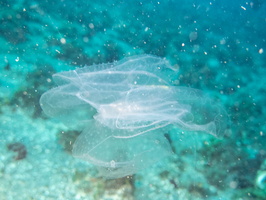 Jellyfish IMG 2536