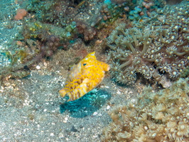 Humpback Turretfish or maybe Pyramid Boxfish IMG 2538