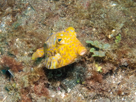 Humpback Turretfish or maybe Pyramid Boxfish  IMG 2539