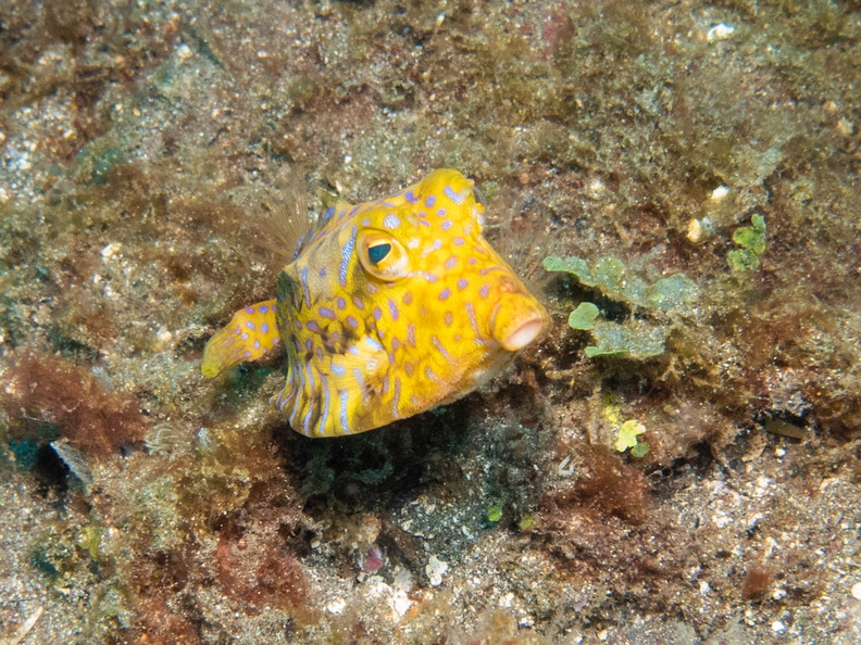 Humpback Turretfish or maybe Pyramid Boxfish_ IMG_2539.jpg