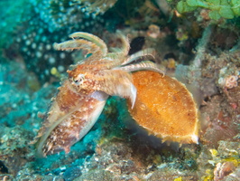 Dwarf Cuttlefish IMG 2561