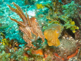 Dwarf Cuttlefish IMG 2565