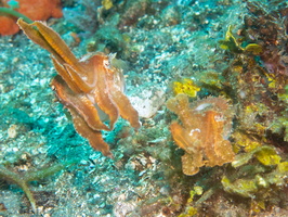 Dwarf Cuttlefish IMG 2566
