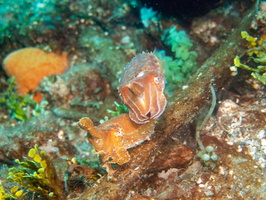 Dwarf Cuttlefish IMG 2567