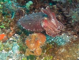 Dwarf Cuttlefish IMG 2560 