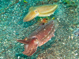 Dwarf Cuttlefish IMG 2570