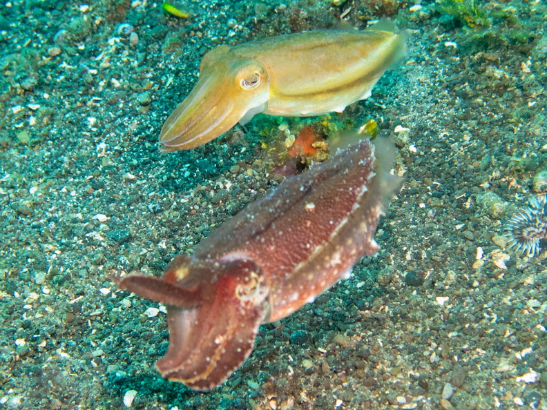 Dwarf Cuttlefish IMG_2570.jpg