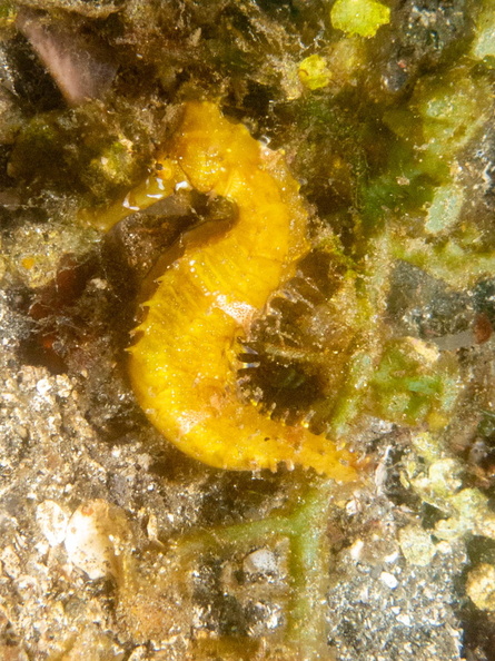 Thorney Seahorse IMG_2577.jpg