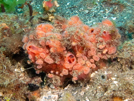 Sponge and Tunicates IMG 2593