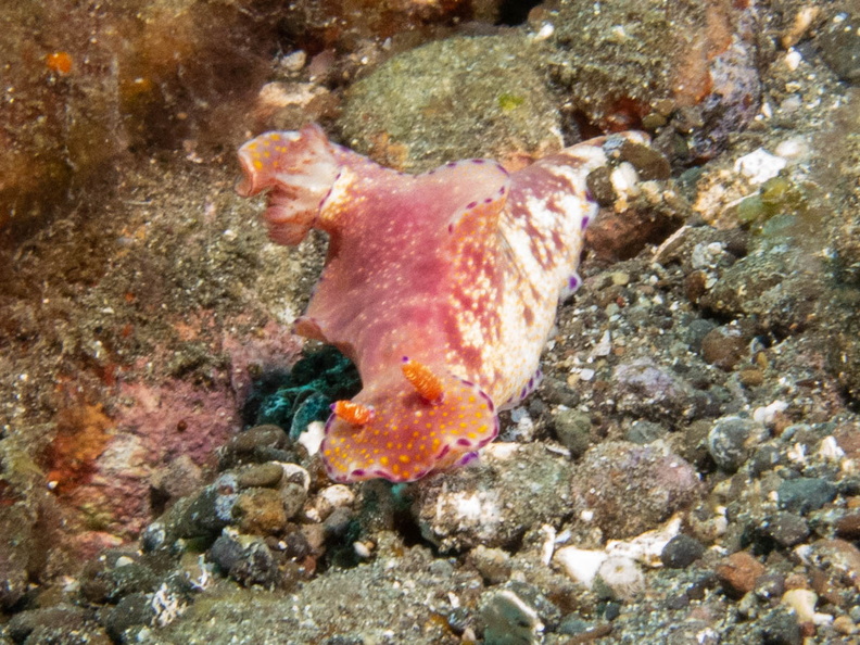 Many Lobed Ceratosoma IMG_2595.jpg