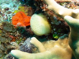 Colonial Tunicate IMG 2800