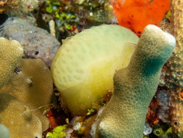 Colonial Tunicate IMG 2801