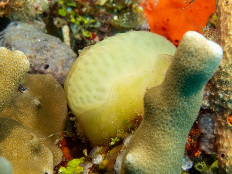 Colonial Tunicate IMG_2801.jpg