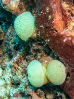 Colonial Tunicate IMG 2802