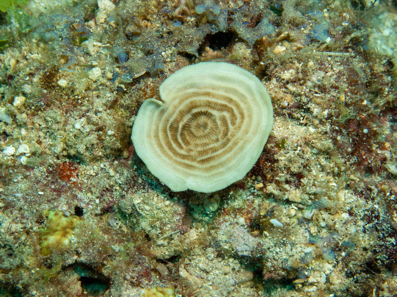 Coral MG_2806.jpg