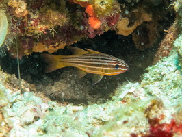 Wassinki Cardinalfish IMG 2808