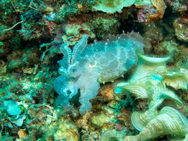 Broadclub Cuttlefish IMG 2810