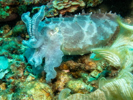 Broadclub Cuttlefish IMG 2812