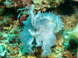 Broadclub Cuttlefish IMG 2814